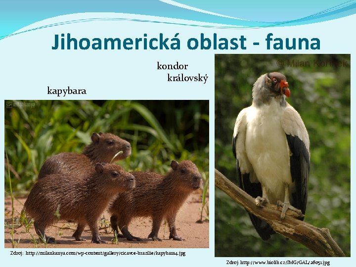 Jihoamerická oblast - fauna kondor královský kapybara Zdroj: http: //milankanya. com/wp-content/gallery/cicavce-brazilie/kapybara 4. jpg Zdroj:
