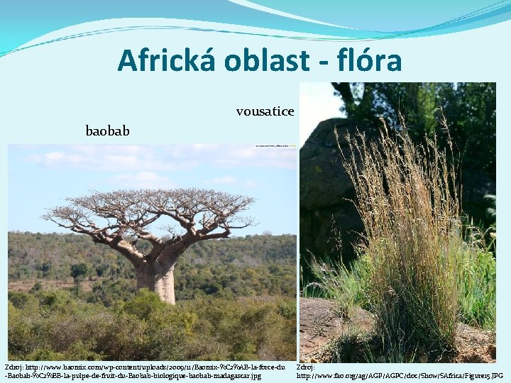 Africká oblast - flóra vousatice baobab Zdroj: http: //www. baomix. com/wp-content/uploads/2009/11/Baomix-%C 2%AB-la-force-du -Baobab-%C 2%BB-la-pulpe-de-fruit-du-Baobab-biologique-baobab-madagascar.