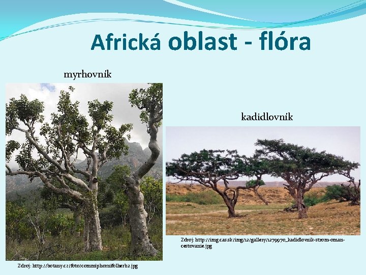 Africká oblast - flóra myrhovník kadidlovník Zdroj: http: //img. cas. sk/img/12/gallery/1279970_kadidlovnik-strom-omancestovanie. jpg Zdroj: http: