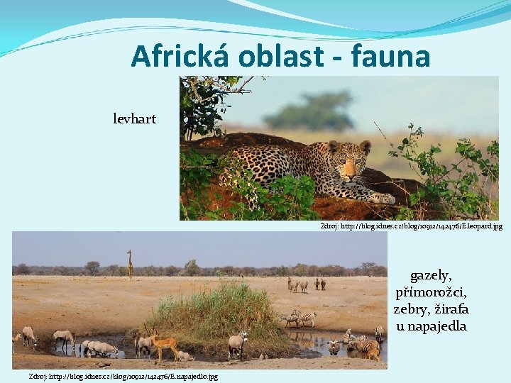 Africká oblast - fauna levhart Zdroj: http: //blog. idnes. cz/blog/10912/142476/E. leopard. jpg gazely, přímorožci,