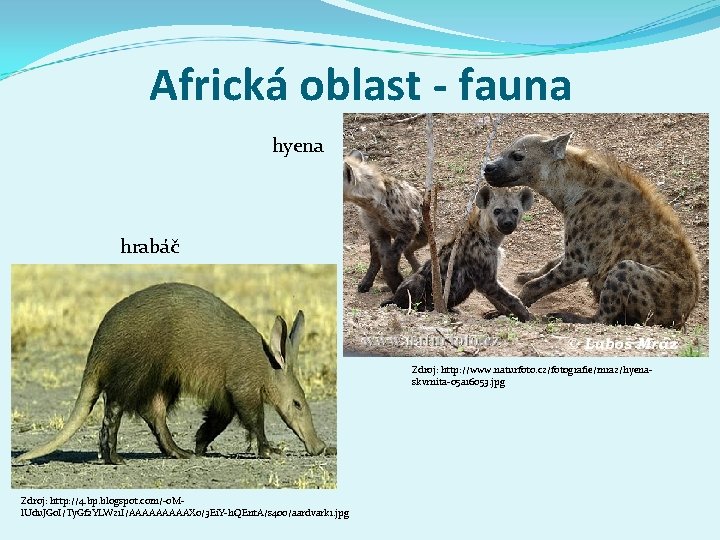 Africká oblast - fauna hyena hrabáč Zdroj: http: //www. naturfoto. cz/fotografie/mraz/hyenaskvrnita-05 a 16053. jpg