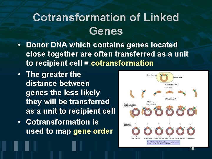 Cotransformation of Linked Genes • Donor DNA which contains genes located close together are