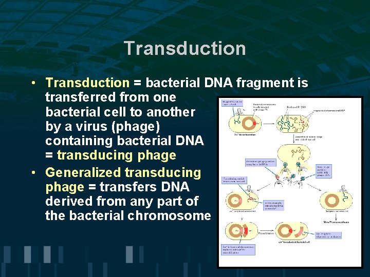 Transduction • Transduction = bacterial DNA fragment is transferred from one bacterial cell to