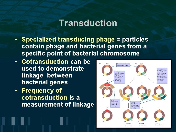 Transduction • Specialized transducing phage = particles contain phage and bacterial genes from a