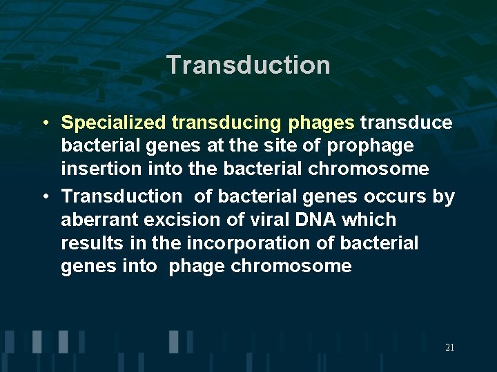 Transduction • Specialized transducing phages transduce bacterial genes at the site of prophage insertion