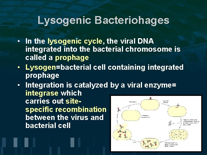 Lysogenic Bacteriohages • In the lysogenic cycle, the viral DNA integrated into the bacterial