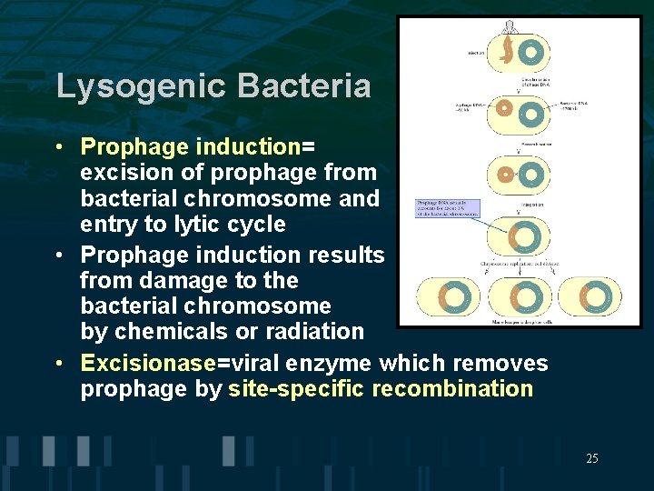 Lysogenic Bacteria • Prophage induction= excision of prophage from bacterial chromosome and entry to