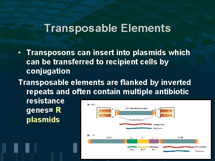 Transposable Elements • Transposons can insert into plasmids which can be transferred to recipient