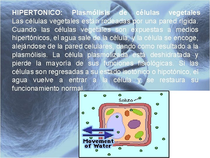 HIPERTONICO: Plasmólisis de células vegetales Las células vegetales están rodeadas por una pared rígida.