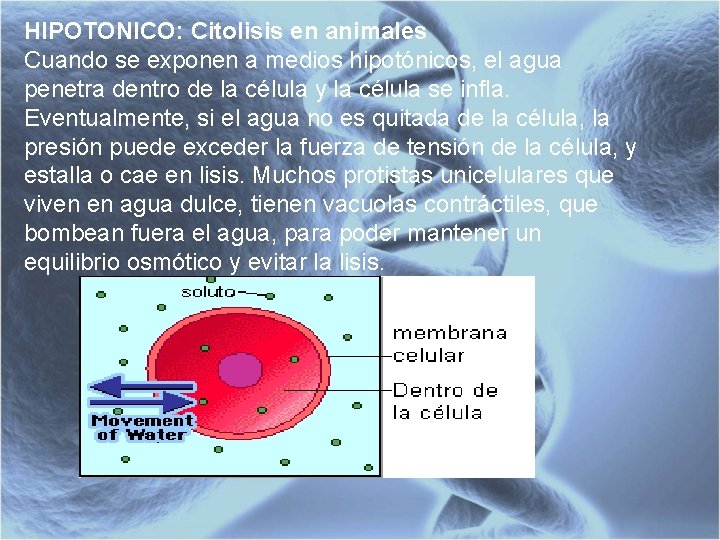 HIPOTONICO: Citolisis en animales Cuando se exponen a medios hipotónicos, el agua penetra dentro