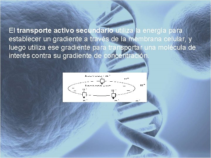 El transporte activo secundario utiliza la energía para establecer un gradiente a través de