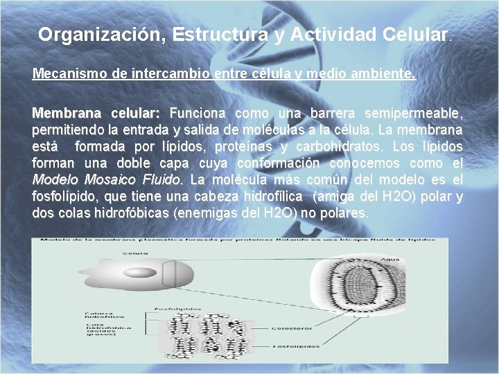 Organización, Estructura y Actividad Celular. Mecanismo de intercambio entre célula y medio ambiente. Membrana