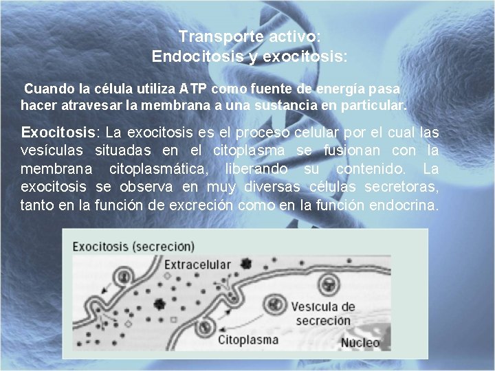 Transporte activo: Endocitosis y exocitosis: Cuando la célula utiliza ATP como fuente de energía