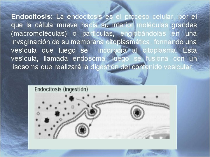 Endocitosis: La endocitosis es el proceso celular, por el que la célula mueve hacia