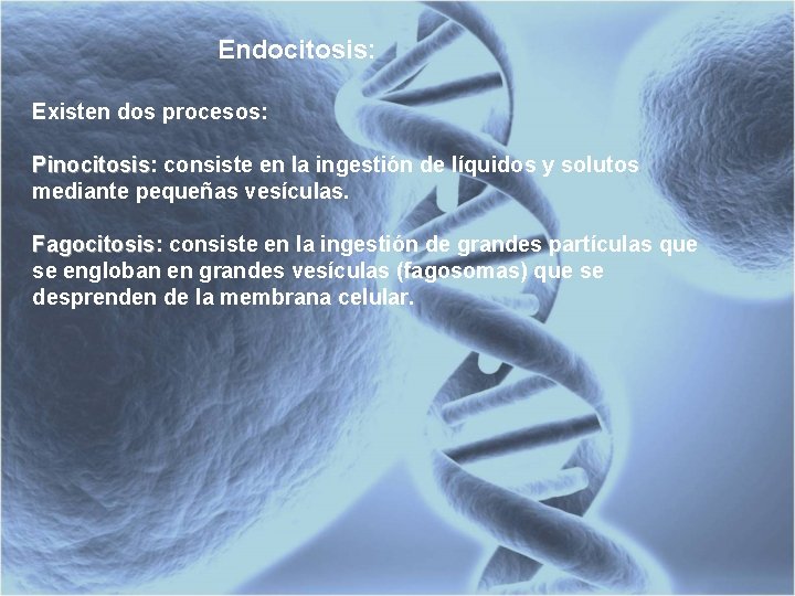 Endocitosis: Existen dos procesos: Pinocitosis: consiste en la ingestión de líquidos y solutos Pinocitosis