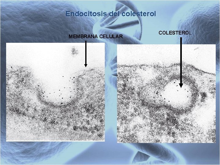 Endocitosis del colesterol MEMBRANA CELULAR COLESTEROL 