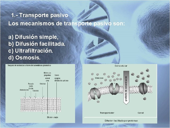 1. - Transporte pasivo Los mecanismos de transporte pasivo son: a) Difusión simple, b)