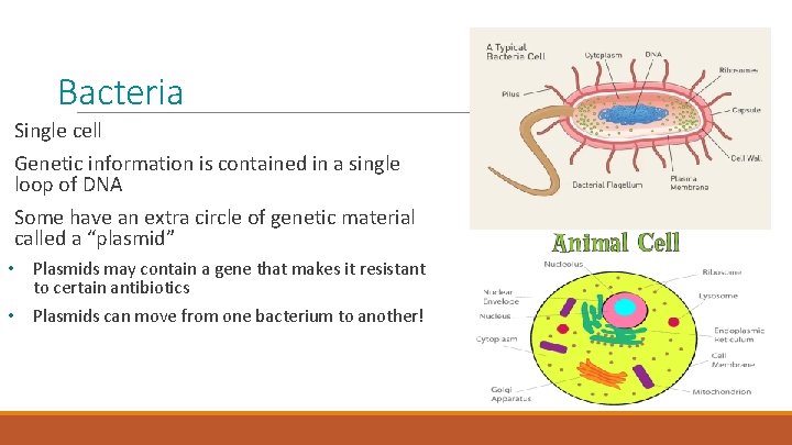 Bacteria Single cell Genetic information is contained in a single loop of DNA Some