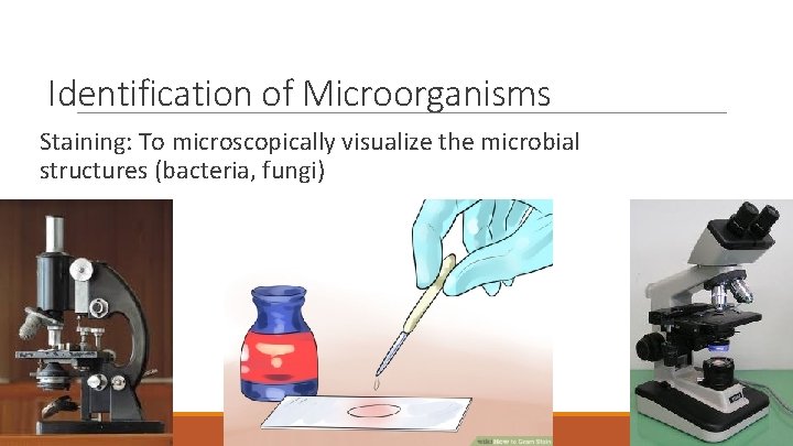 Identification of Microorganisms Staining: To microscopically visualize the microbial structures (bacteria, fungi) 