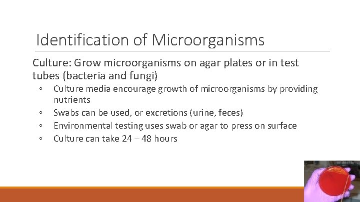 13 Identification of Microorganisms Culture: Grow microorganisms on agar plates or in test tubes