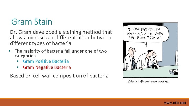 Gram Stain Dr. Gram developed a staining method that allows microscopic differentiation between different