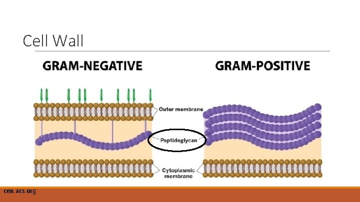 Cell Wall cen. acs. org 