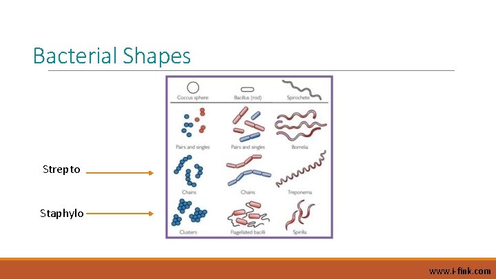 Bacterial Shapes Strepto Staphylo www. i-fink. com 