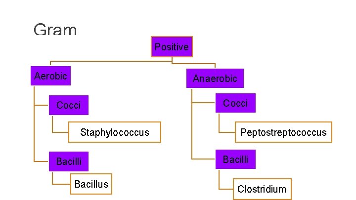 Gram Positive Aerobic Anaerobic Cocci Staphylococcus Bacilli Bacillus Cocci Peptostreptococcus Bacilli Clostridium 