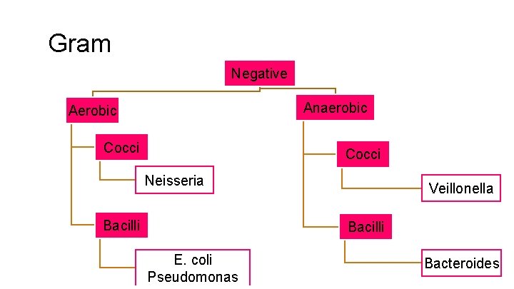 Gram Negative Anaerobic Aerobic Cocci Neisseria Bacilli Veillonella Bacilli E. coli Pseudomonas Bacteroides 