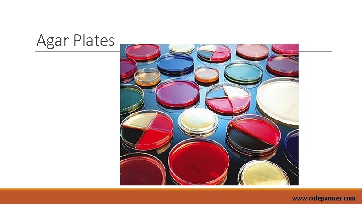 Agar Plates www. coleparmer. com 