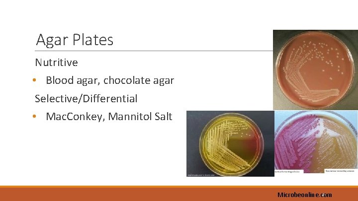 Agar Plates Nutritive • Blood agar, chocolate agar Selective/Differential • Mac. Conkey, Mannitol Salt