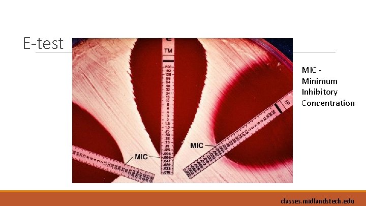 E-test MIC - Minimum Inhibitory Concentration classes. midlandstech. edu 