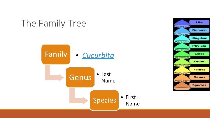 The Family Tree Family • Cucurbita Genus • Last Name Species • First Name