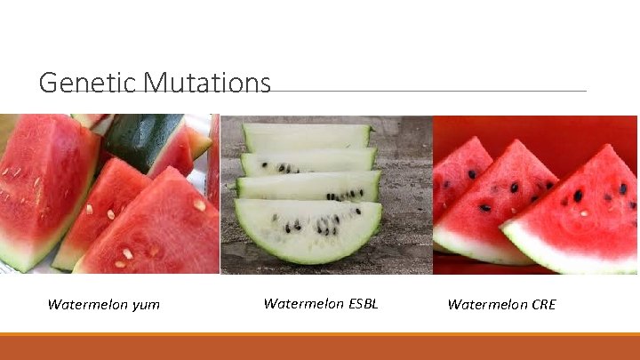 Genetic Mutations Watermelon yum Watermelon ESBL Watermelon CRE 
