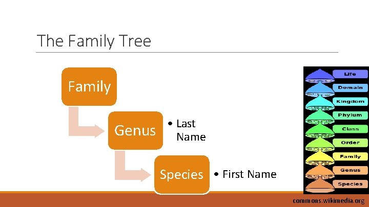 The Family Tree Family Genus • Last Name Species • First Name commons. wikimedia.