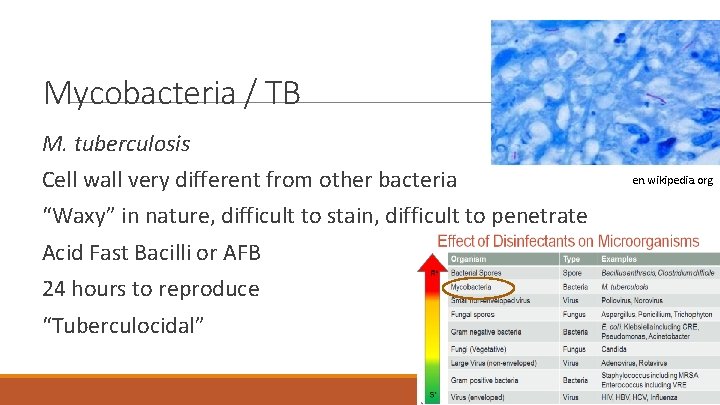 Mycobacteria / TB M. tuberculosis Cell wall very different from other bacteria “Waxy” in