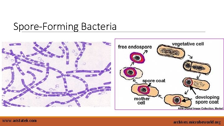 Spore-Forming Bacteria www. aristatek. com archives. microbeworld. org 