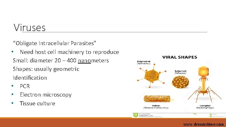 Viruses “Obligate Intracellular Parasites” • Need host cell machinery to reproduce Small: diameter 20