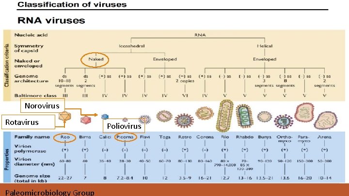 Norovirus Rotavirus Paleomicrobiology Group Poliovirus 