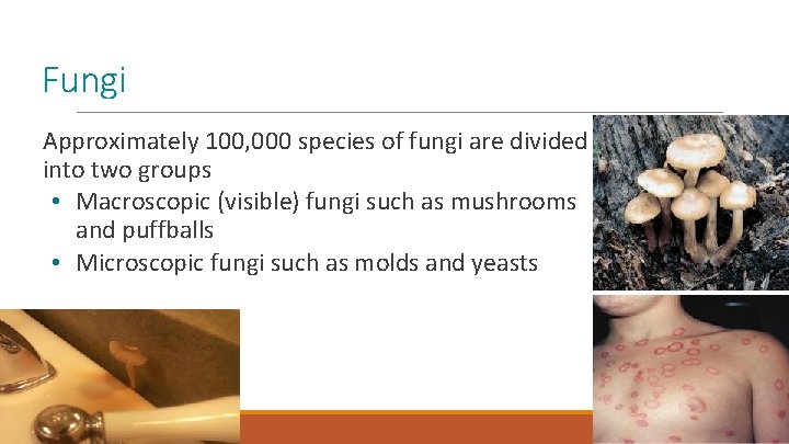 Fungi Approximately 100, 000 species of fungi are divided into two groups • Macroscopic