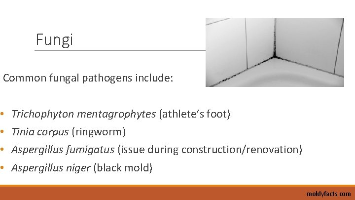 Fungi Common fungal pathogens include: • • Trichophyton mentagrophytes (athlete’s foot) Tinia corpus (ringworm)