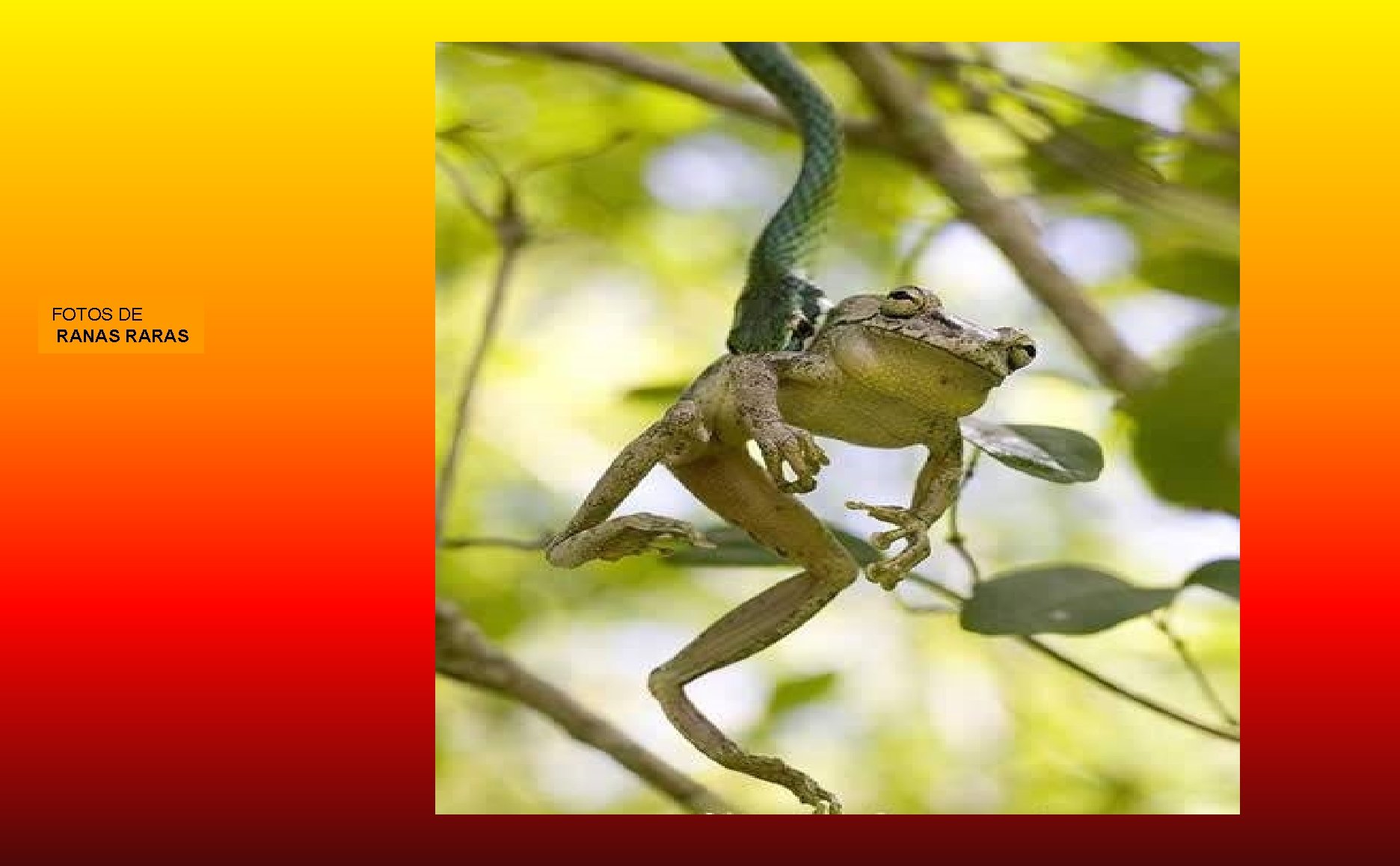 FOTOS DE RANAS RARAS 