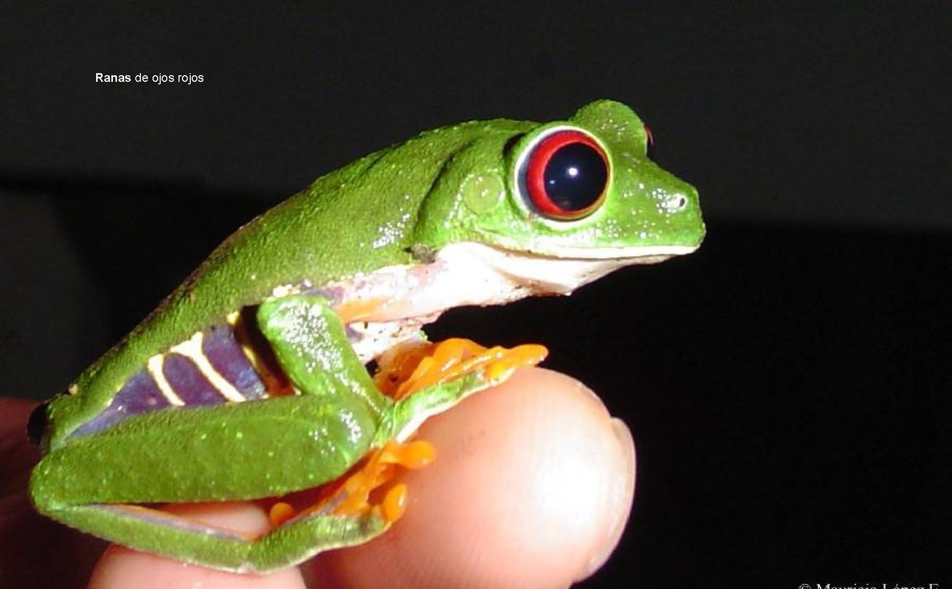 Ranas de ojos rojos 