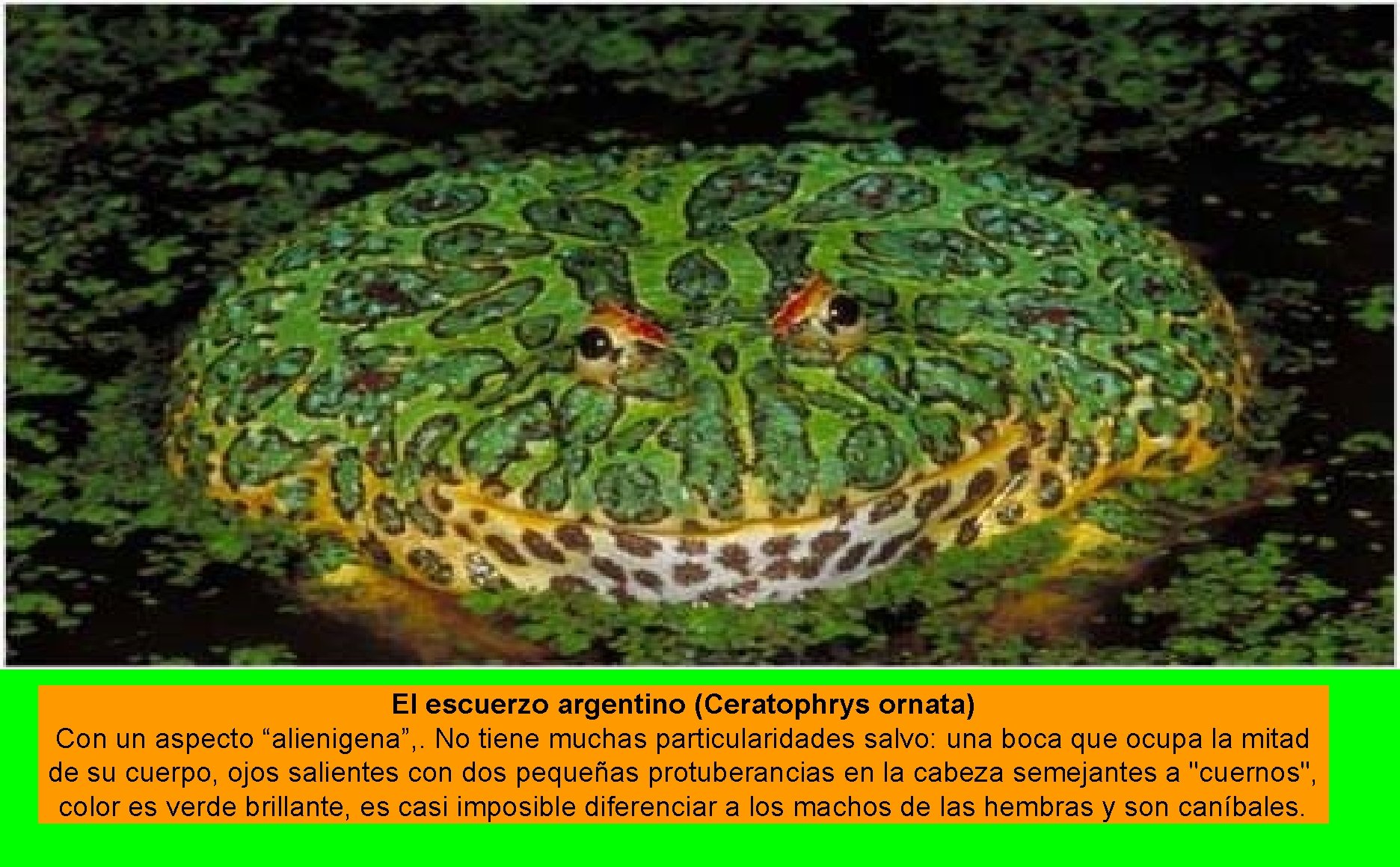 El escuerzo argentino (Ceratophrys ornata) Con un aspecto “alienigena”, . No tiene muchas particularidades