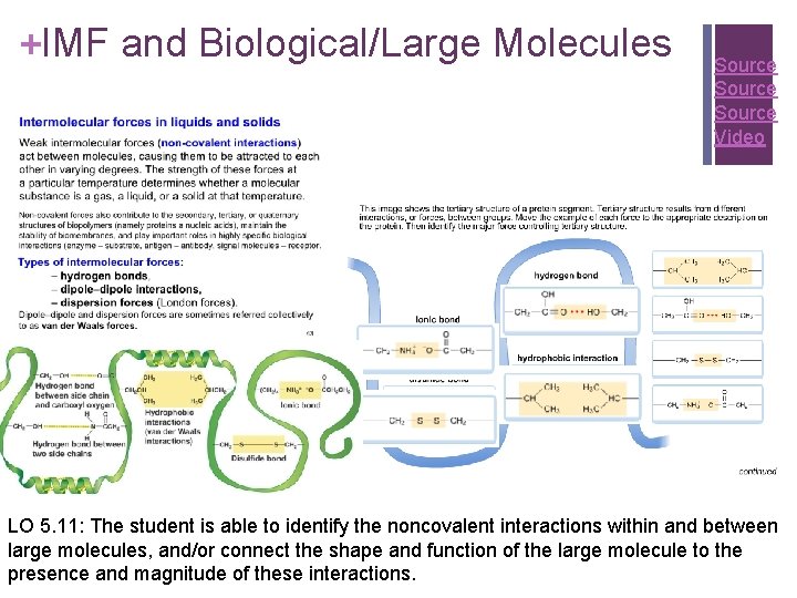 +IMF and Biological/Large Molecules Source Video LO 5. 11: The student is able to