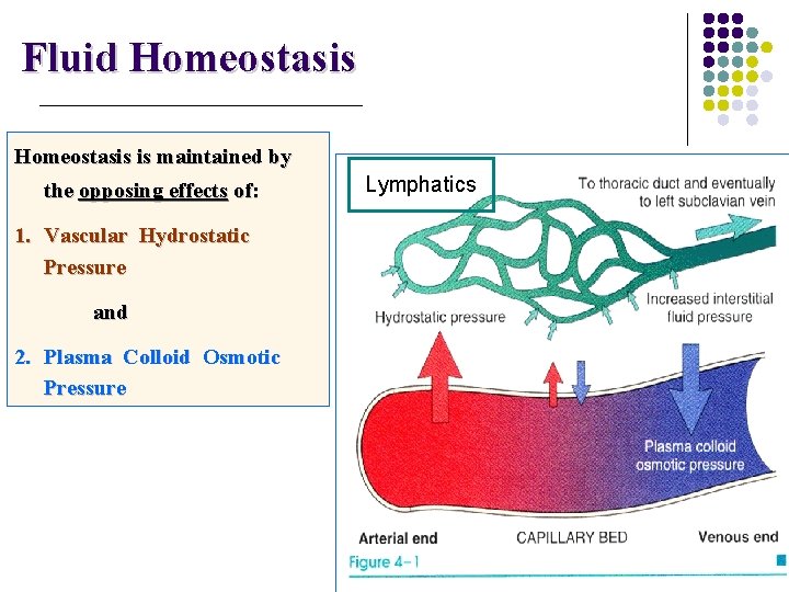 Fluid Homeostasis is maintained by the opposing effects of: 1. Vascular Hydrostatic Pressure and