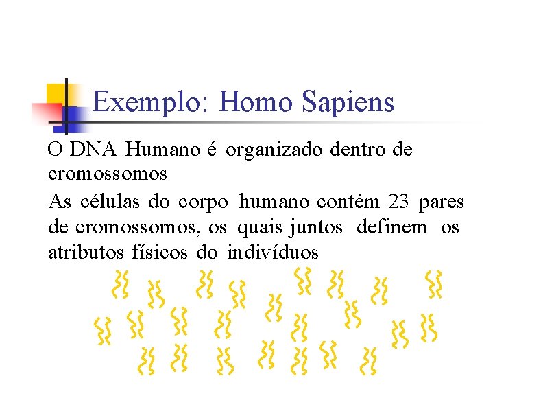 Exemplo: Homo Sapiens O DNA Humano é organizado dentro de cromossomos As células do