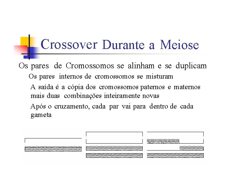 Crossover Durante a Meiose Os pares de Cromossomos se alinham e se duplicam Os