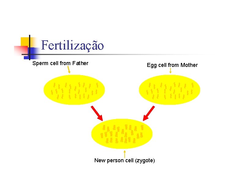 Fertilização Sperm cell from Father Egg cell from Mother New person cell (zygote) 