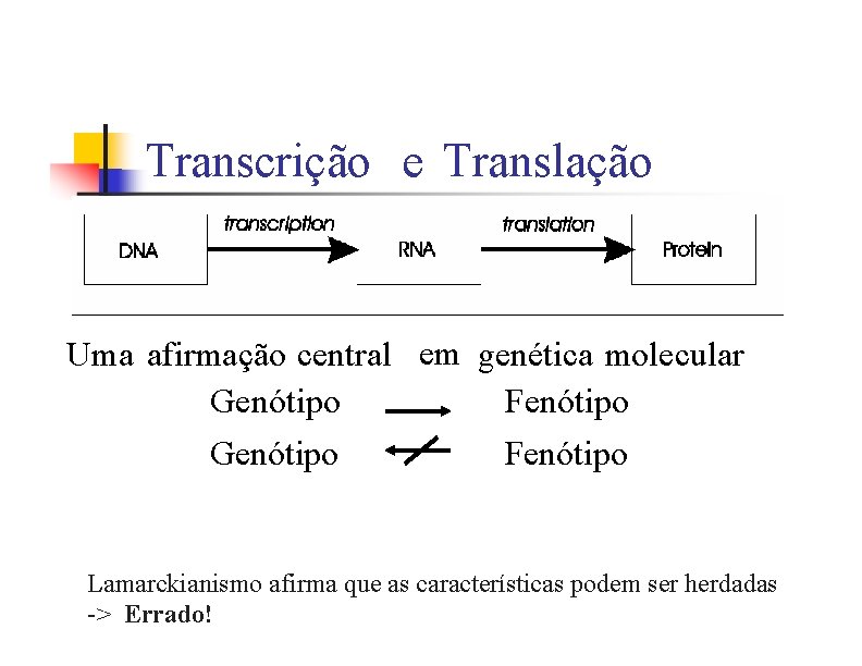 Transcrição e Translação Uma afirmação central em genética molecular Genótipo Fenótipo Lamarckianismo afirma que